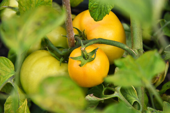 A close up image of organic green tomatoes still growing on the vine.  