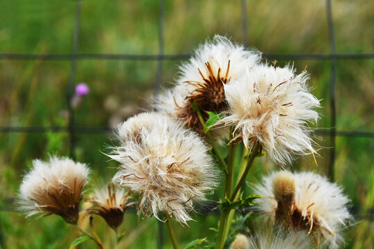 A close up image of the fluffy brown seeds of a milk thistle plant in late autumn. 