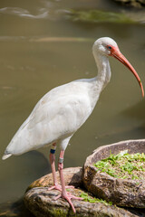 The American white ibis (Eudocimus albus) is a species of bird in the ibis family, a medium-sized bird with an overall white plumage, bright red-orange down-curved bill and long legs.