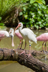 The American white ibis (Eudocimus albus) is a species of bird in the ibis family, a medium-sized bird with an overall white plumage, bright red-orange down-curved bill and long legs.