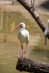 The American white ibis (Eudocimus albus) is a species of bird in the ibis family, a medium-sized bird with an overall white plumage, bright red-orange down-curved bill and long legs.