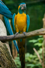 The blue-throated macaw (Ara glaucogularis; previously Ara caninde) is a macaw endemic to a small area of north-central Bolivia. 
This species was designated by law  as a natural patrimony of Bolivia.
