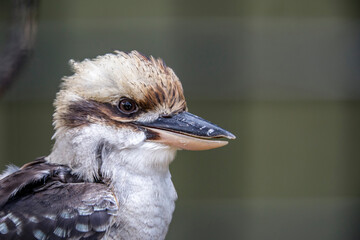 A Laughing kookaburra head closeup image.
It is a large robust kingfisher with a whitish head and a...