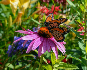 Fototapeta 2 Monarch butterflies sharing a pink cone flower in a garden
 obraz