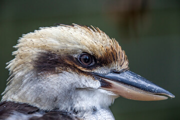 A Laughing kookaburra head closeup image.
It is a large robust kingfisher with a whitish head and a dark eye-stripe.
The laughing kookaburra is native to eastern mainland Australia.