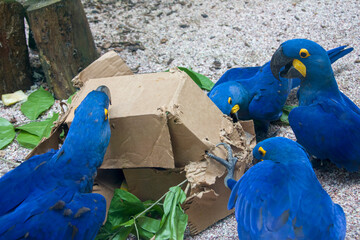 The hyacinth macaw (Anodorhynchus hyacinthinus) are tearing the paper box for food. This is kind of animal enrichment in the zoo. 