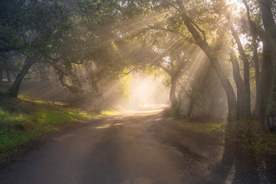 Fog lifts along a dirt road in the hills of Silicon Valley, California