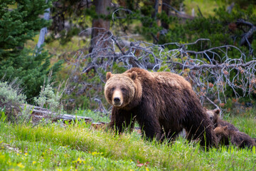 grizzly bear guarding her four cubs by standing in front of them. Grand Teton National Park, Wyoming