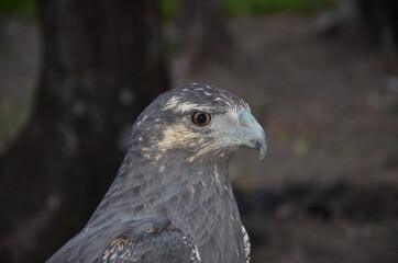 close up of a hawk