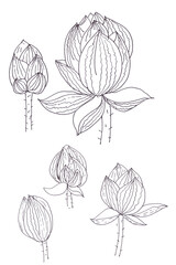 Lotus buds graphic black and white linear drawing