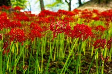 七ツ森古墳群の彼岸花