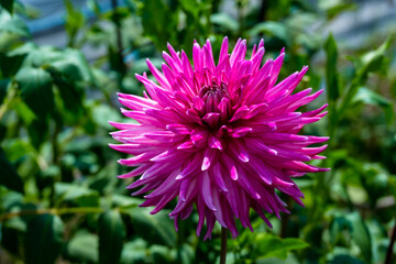 Fototapeta premium ダリア