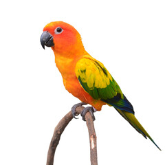 Sun Conure Parrot bird