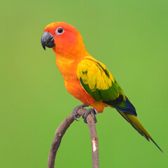 Sun Conure Parrot bird