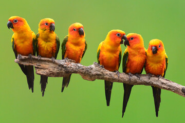 Sun Conure Parrot bird