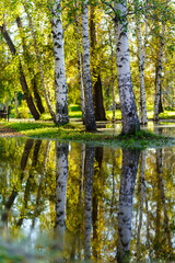 autumn forest reflection