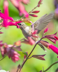 Hummingbird is feeding on flowers	