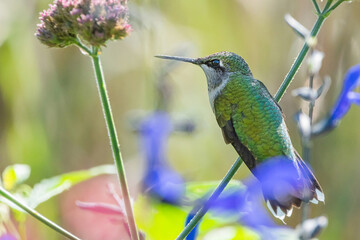 A hummingbird is enjoying a sunny day on a flower tree stem	