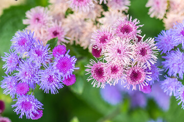 Macro images of purple and pink ageratum flowers 