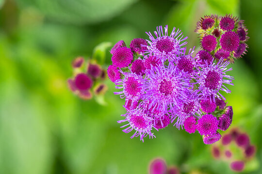 Macro images of purple and pink ageratum flowers 