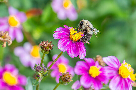 Macro image of Bumblebee working on a pink flower
