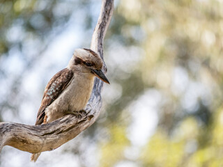 Kookaburra In Crook Head Down