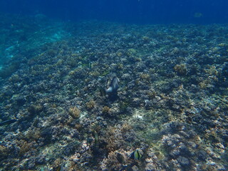Fototapeta na wymiar インドネシア　ギリ・トラワンガンの魚