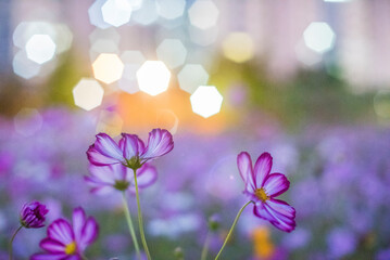 Fototapeta na wymiar purple flowers in the autumn night