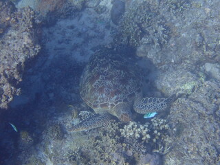 インドネシア　ギリ・トラワンガンの亀