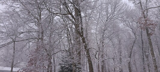 Fototapeta premium snow on trees
