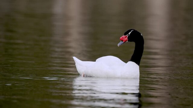 A black necked swan, cygnus melancoryphus, preening and grooming its underwing feathers on a wavy lake at daylight, close up shot.