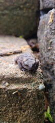 toad on concrete step