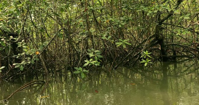 Mangrove wood in the coastal pacific water