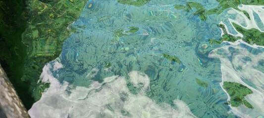 Fototapeta na wymiar minnows in fresh water