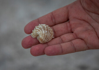 hand holding a seashell