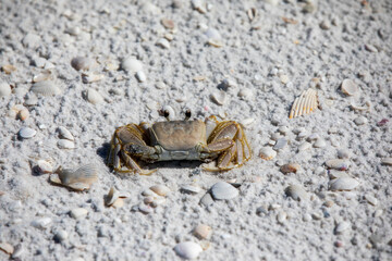 crab on the beach