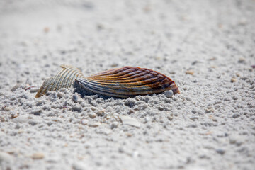 hermit crab on the beach