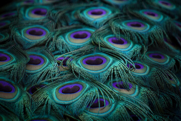 Feathers of a peacock