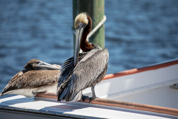pelicans on the pier