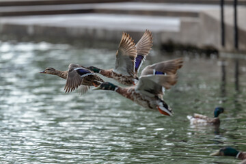 Ducks racing in a city park