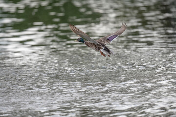 Duck flying in a park lake