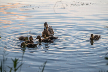 A family of ducks, a duck and its little ducklings are swimming in the water. The duck takes care of its newborn ducklings. Mallard, lat. Anas platyrhynchos