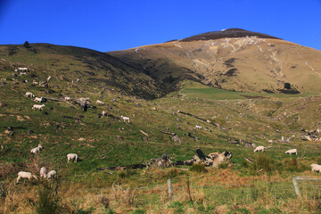 Fototapeta na wymiar So many sheeps eating grass at the hill in New Zealand.