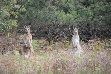 Eastern Grey Kangaroos in the Cranbourne Botanic Gardens, Melbourne, Australia.