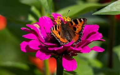 Peacock butterfly drinks nectar while sitting on a pink flower close-up on a dark background.