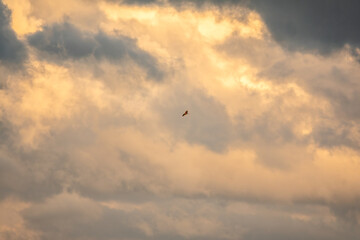 Fototapeta na wymiar Bird of prey Black kite flying in the cloudy sunset sky