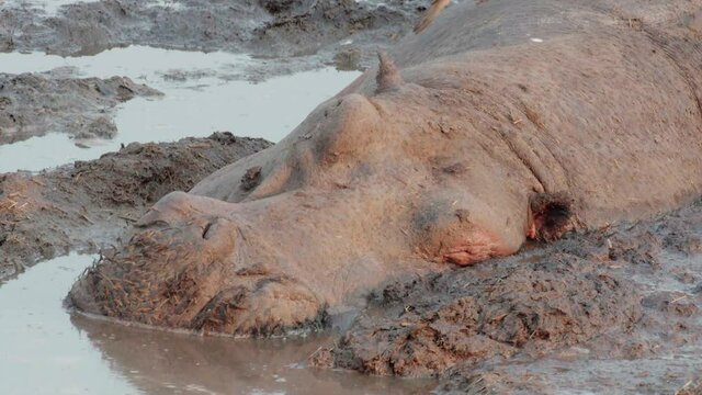 motionless hippo in mud facing camera, yellow-billed oxpecker hop away, medium close shot