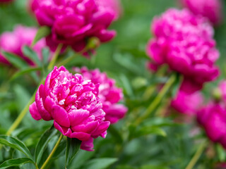 Pink peonies in the garden. Blooming pink peony. Closeup of beautiful pink Peonie flower. Natural floral background.