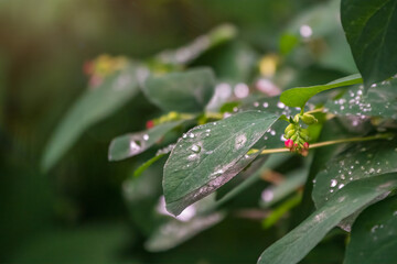 Branch of rose leaves with water drop