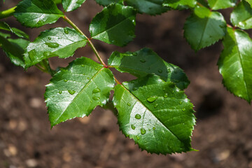 Branch of rose leaves with water drop